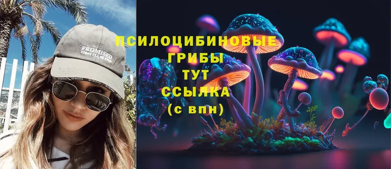 закладка  Боровичи  Галлюциногенные грибы Psilocybine cubensis 